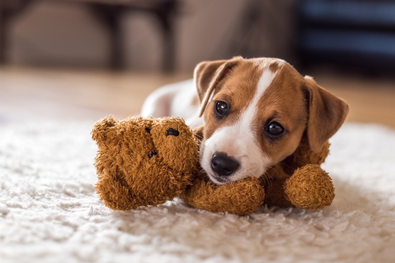 Puppy jumping discount and nipping